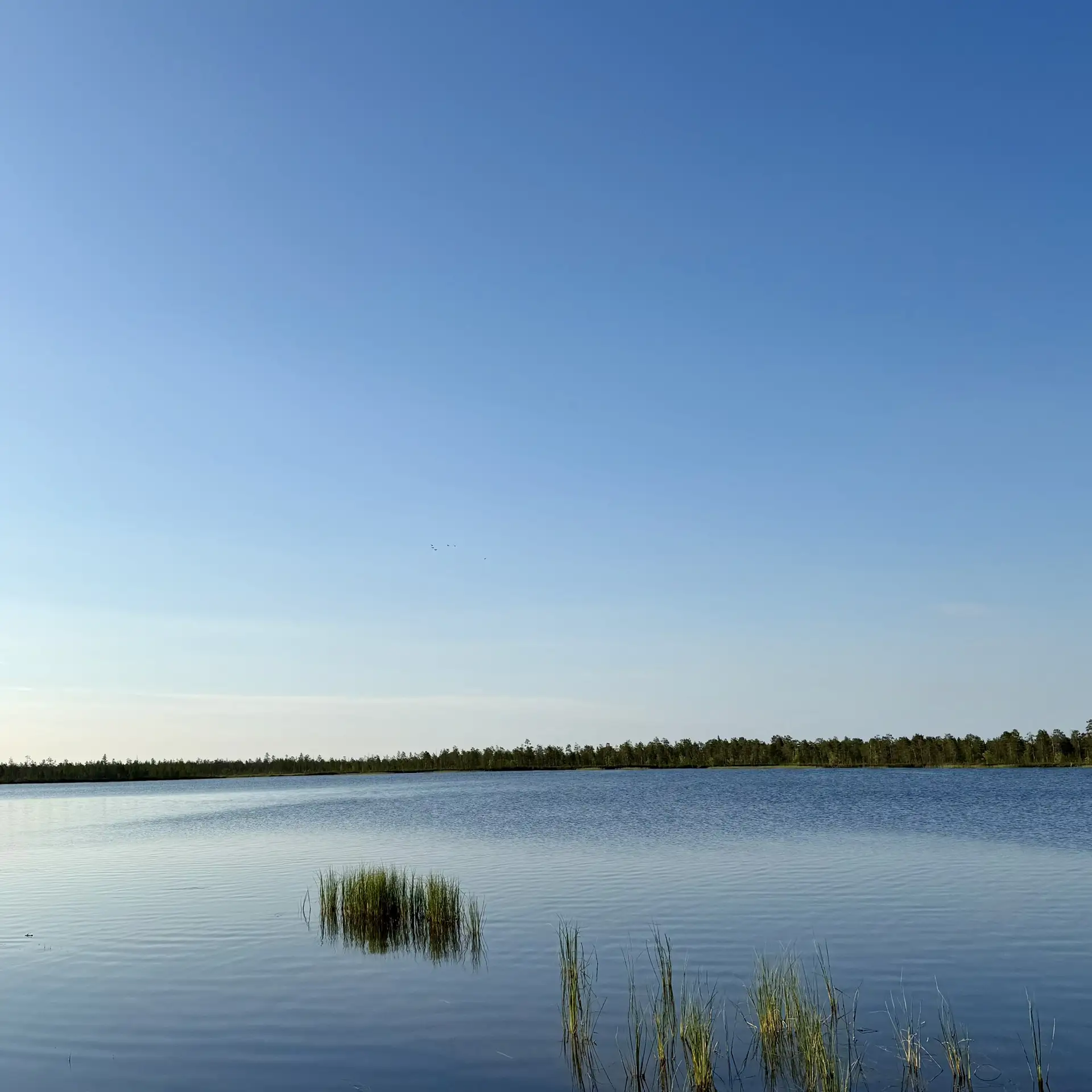 Недавно показала, как утка водила своих утят по озеру в нашем городском парке — учила плавать. Так в