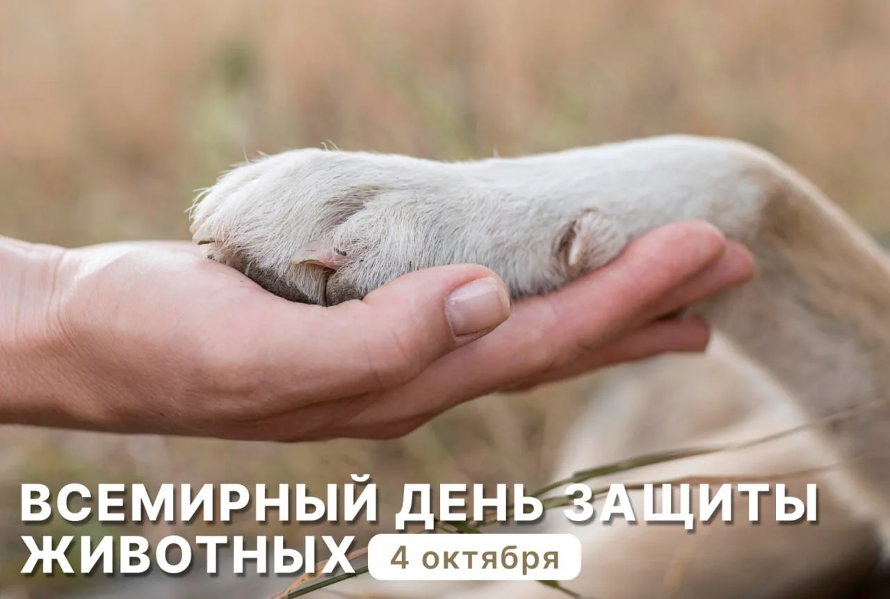 🐈 4го октября отмечается Всемирный день защиты животных, он был учреждён в 1931 году, ...