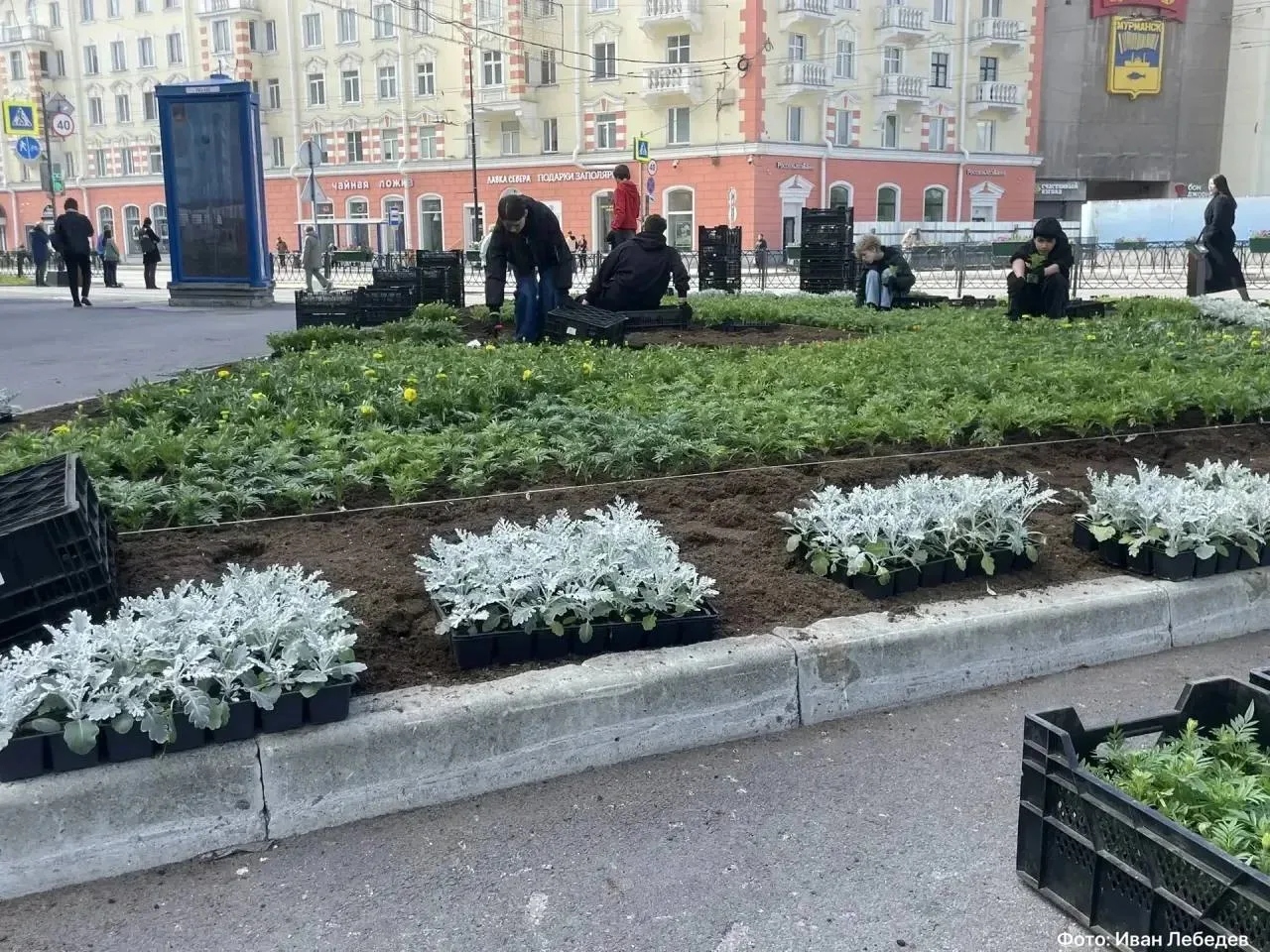 Клумбы обновили в Мурманске