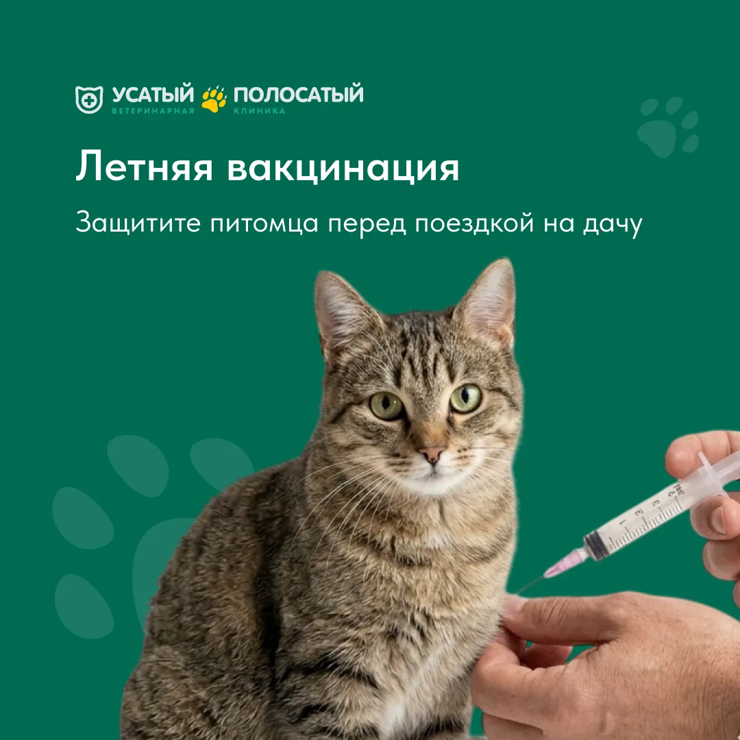 Обязательный летний минимум:

🐕 ДЛЯ СОБАК: прививка от бешенства, чумы, энтеритов, аденовируса и ле