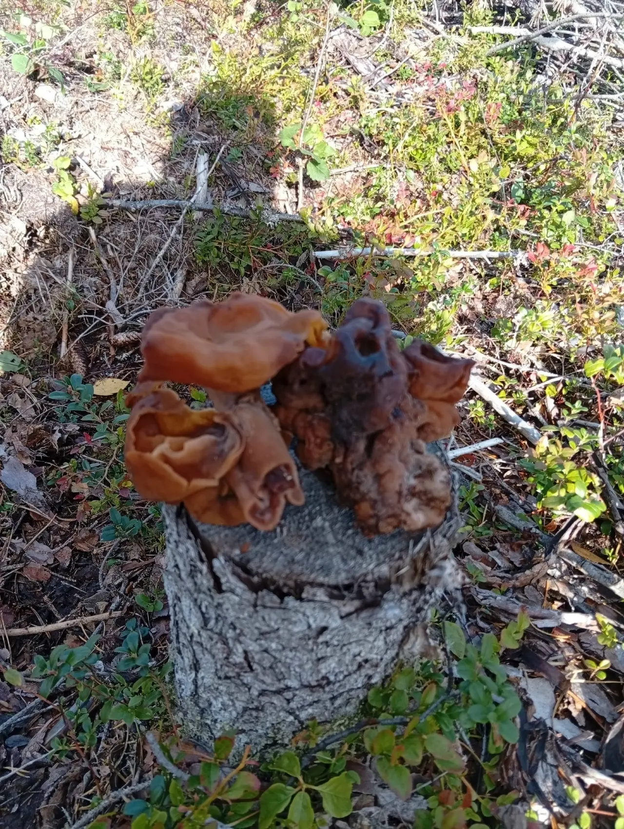 Необычную находку обнаружили в Сегеже🍄