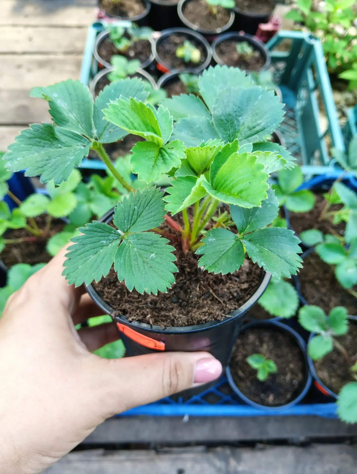🍓Остаточки клубники на сегодня🍓
Сорта:
Клери ранняя 14шт
Априка ранняя 13шт
Прими среднеранняя 9шт