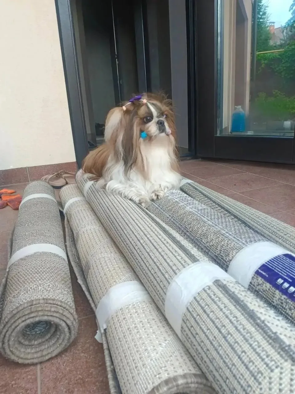 ИЗВИНИТЕ, СОБАК НЕ ПРИНИМАЕМ 😄🐶