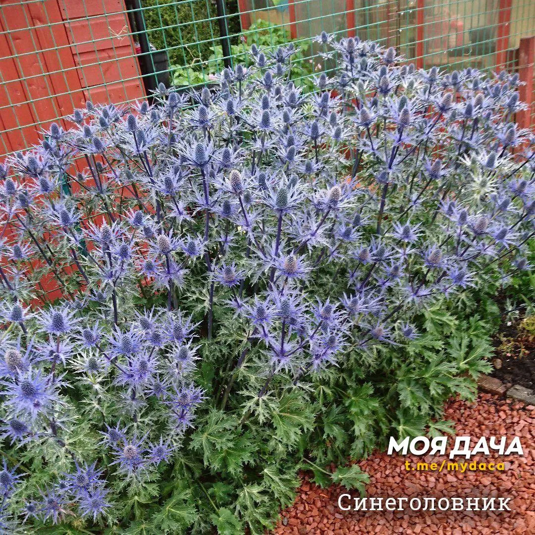 Многолетники, которые не болеют 🌸  Самые выносливые культуры, славящиеся отменным иммунитетом. Яркие