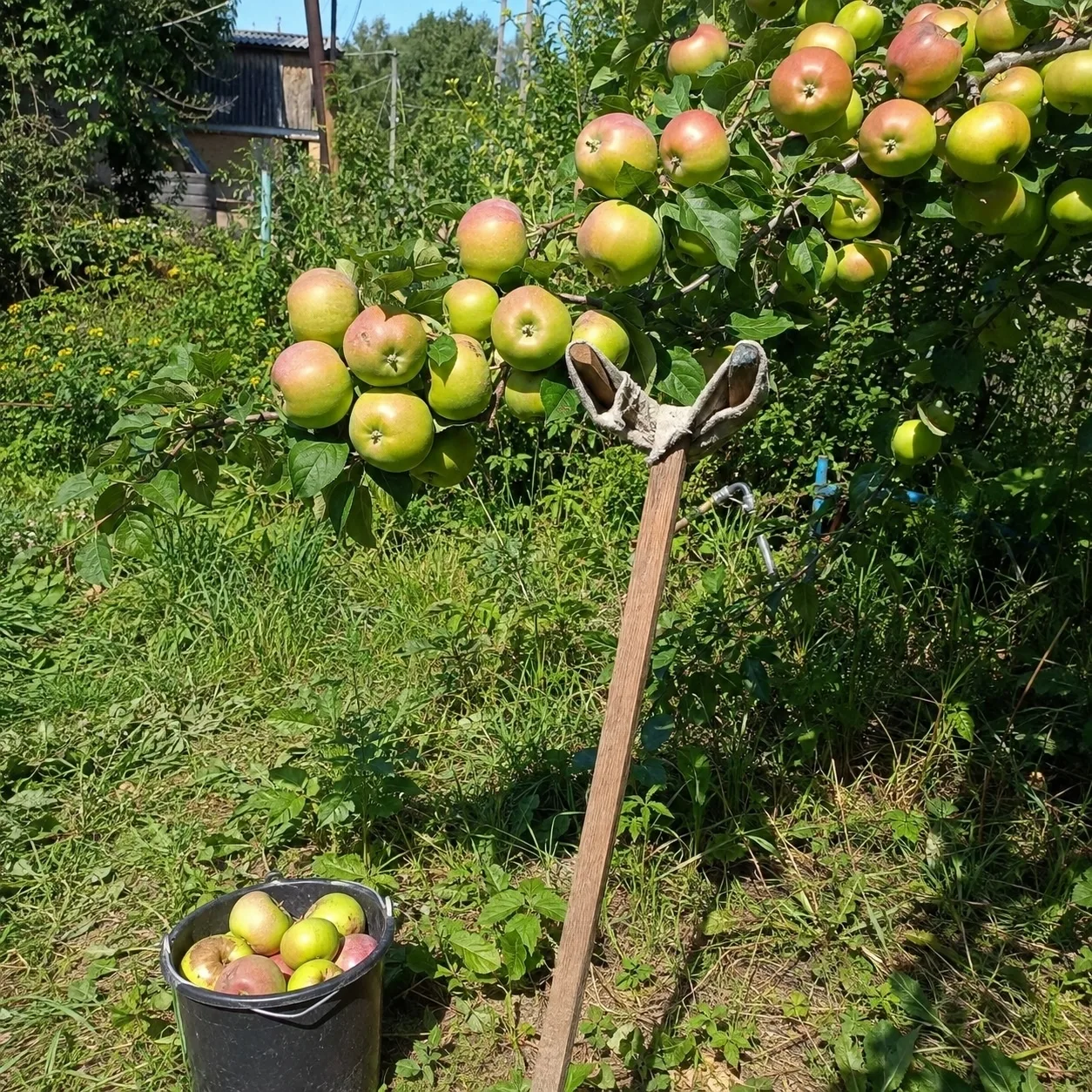 🍏 Яблоням нужна помощь: как спасти урожай от поломки