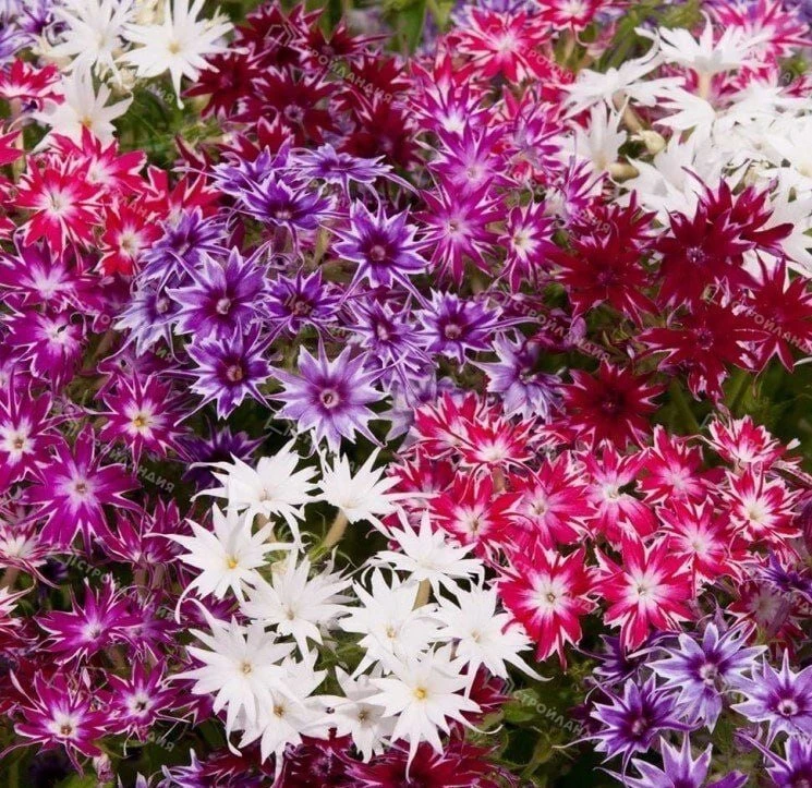 Флоксы: посадка и уход 🌸🌿

Флоксы — душа русского сада. Май — время для посадки и деления.
Посадка
