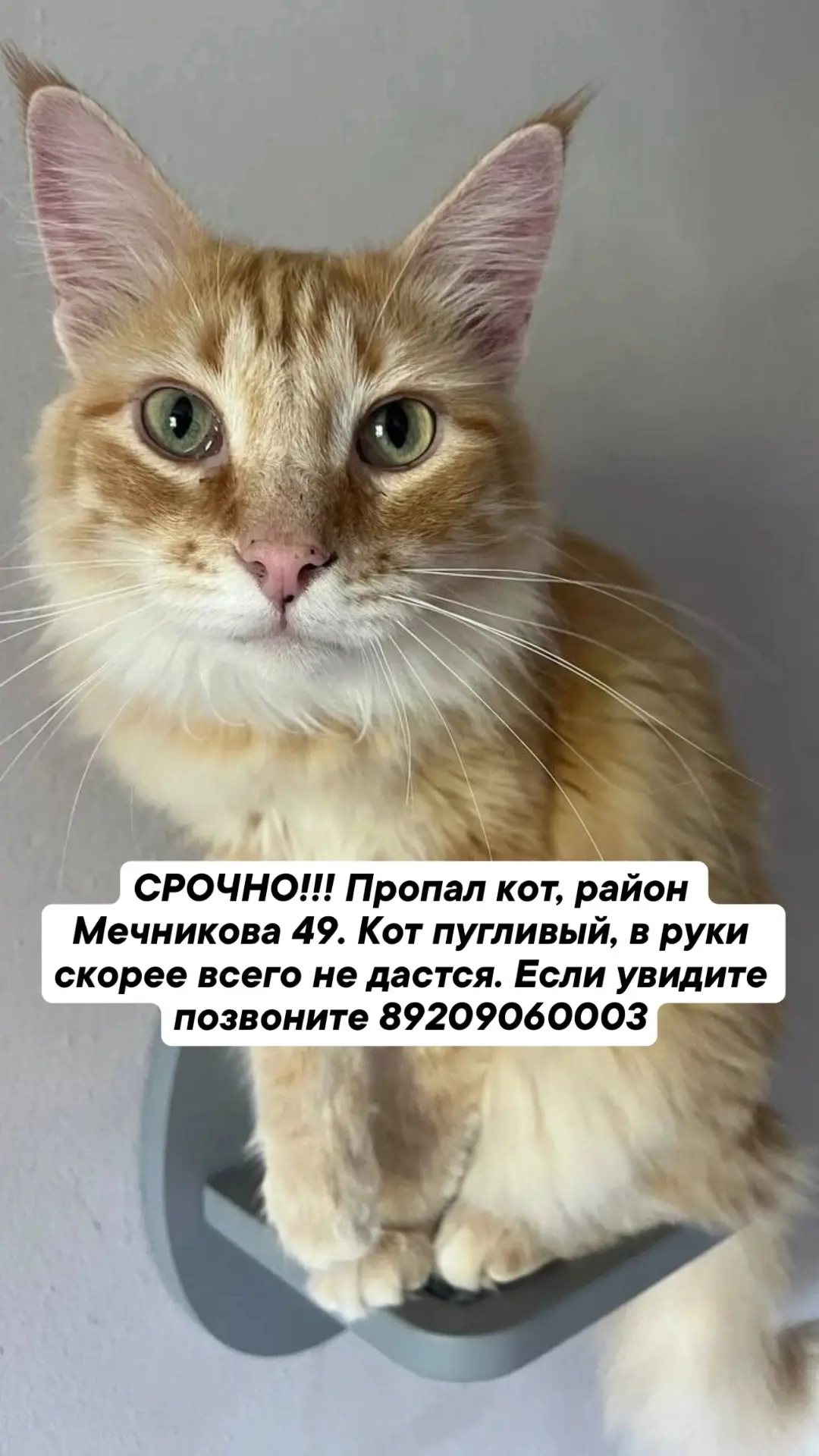 СРОЧНО!!! Пропал кот, район Мечникова 49. Кот пугливый, в руки скорее всего не дастся. Если увидите 