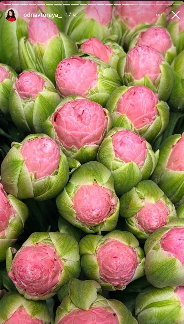 Вауууу! Это тюльпаны 🌷