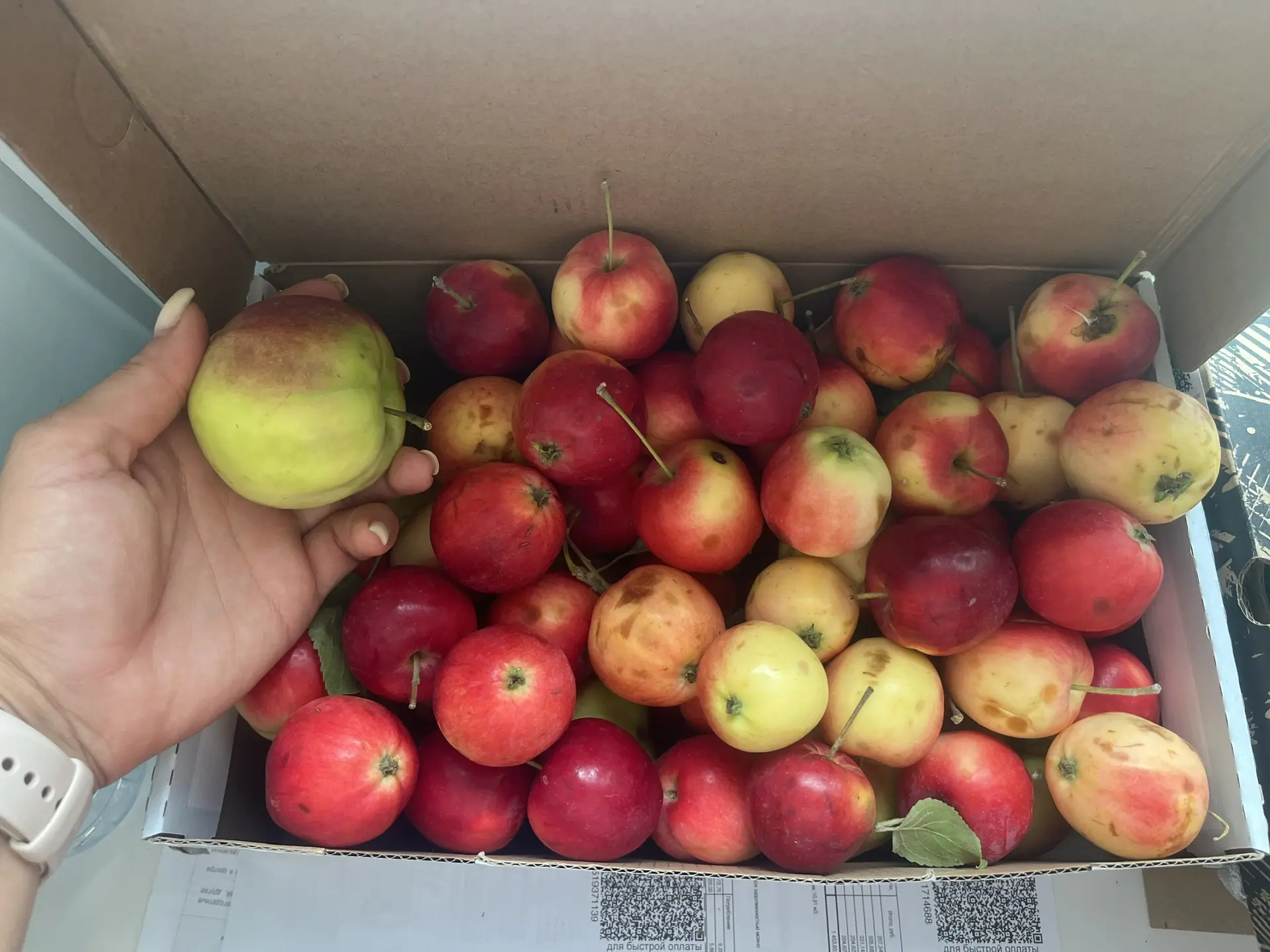 Вот купили у бабушек вкусные 3 сорта яблок 🍎.