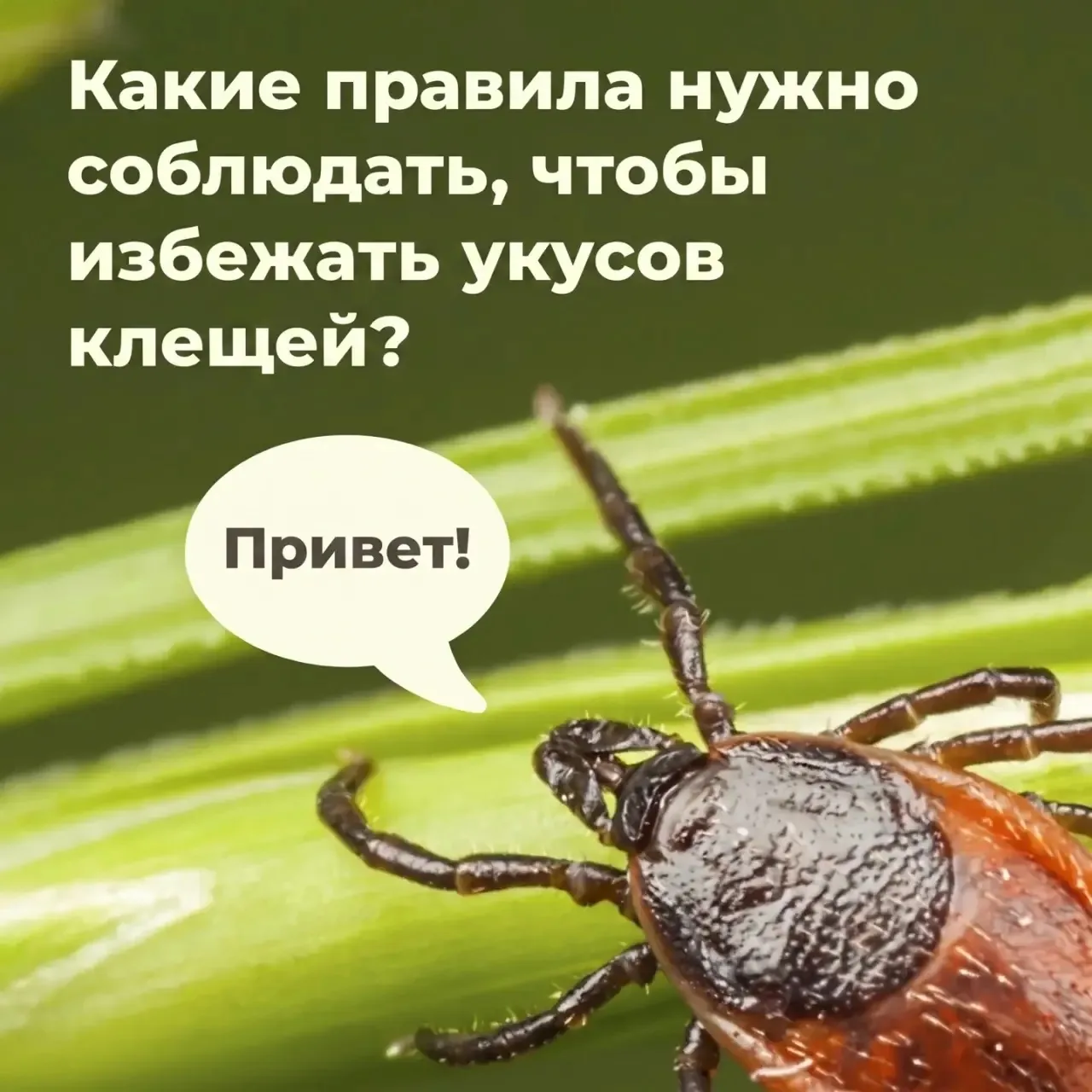🕷️Они не дремлют: клещи, как защититься и что делать, если обнаружили укус

С приходом тепла прогул
