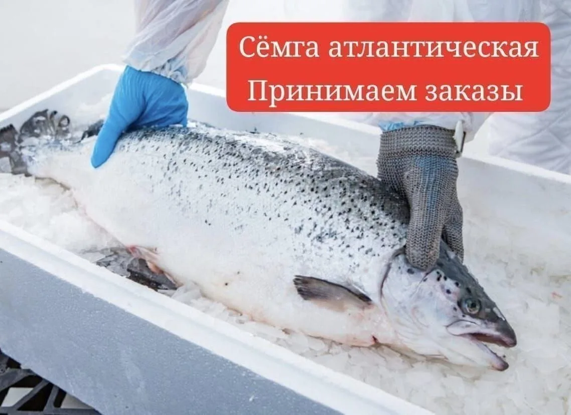 🔥 Принимаем заявки на сёмгу атлантическую дикую и филе лосося Поставка 22-23 апреля ‼️ Бронируем, то