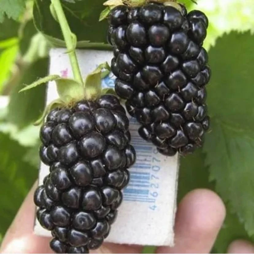 Продаются саженцы ежевики в 10-литровых горшках! 🌿