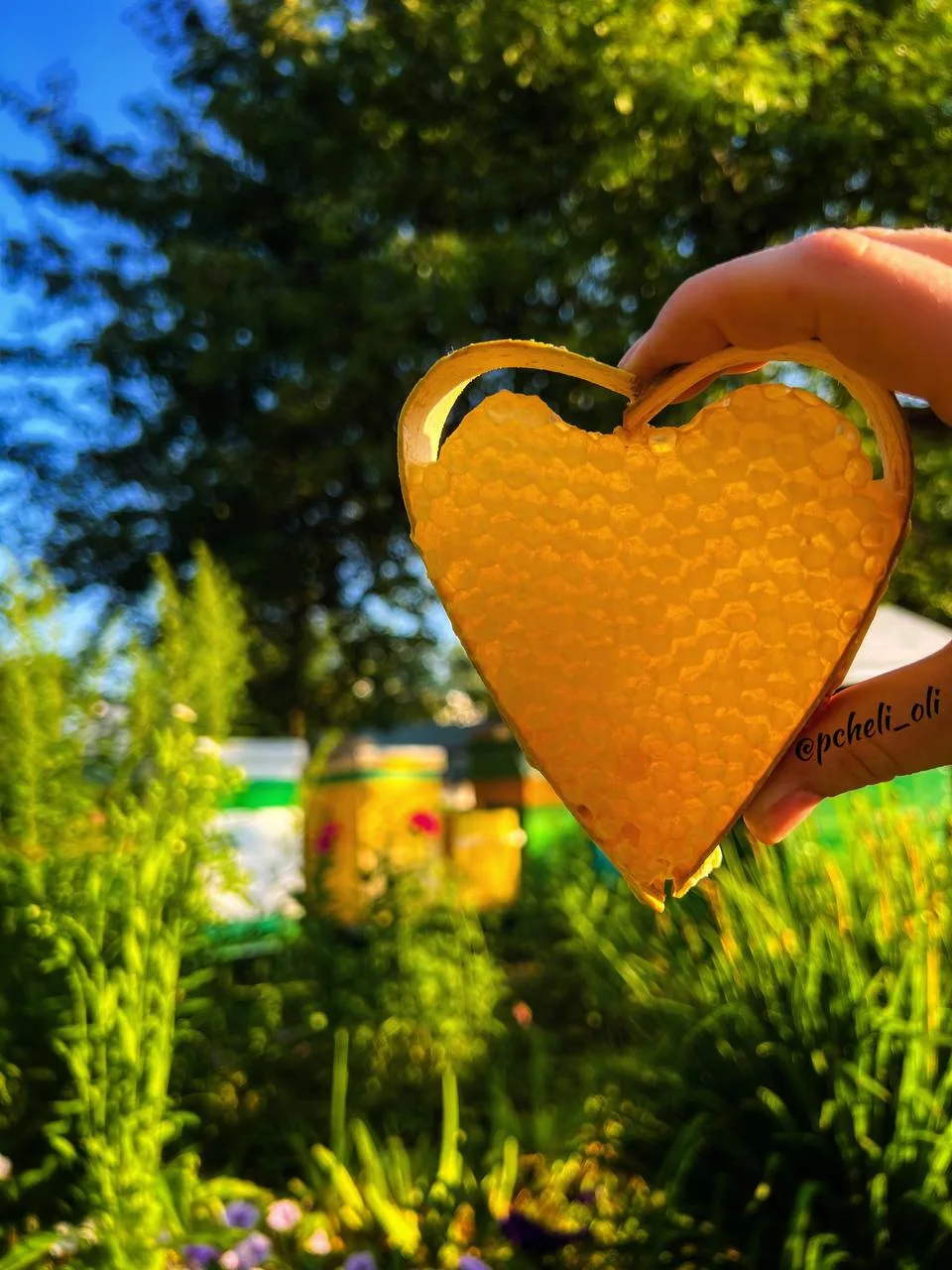 А Вы знали, что МЁД - ПОСТНЫЙ ПРОДУКТ?! 🍯  пчёлки не вырабатывают мёд - они его перерабатывают, а в 