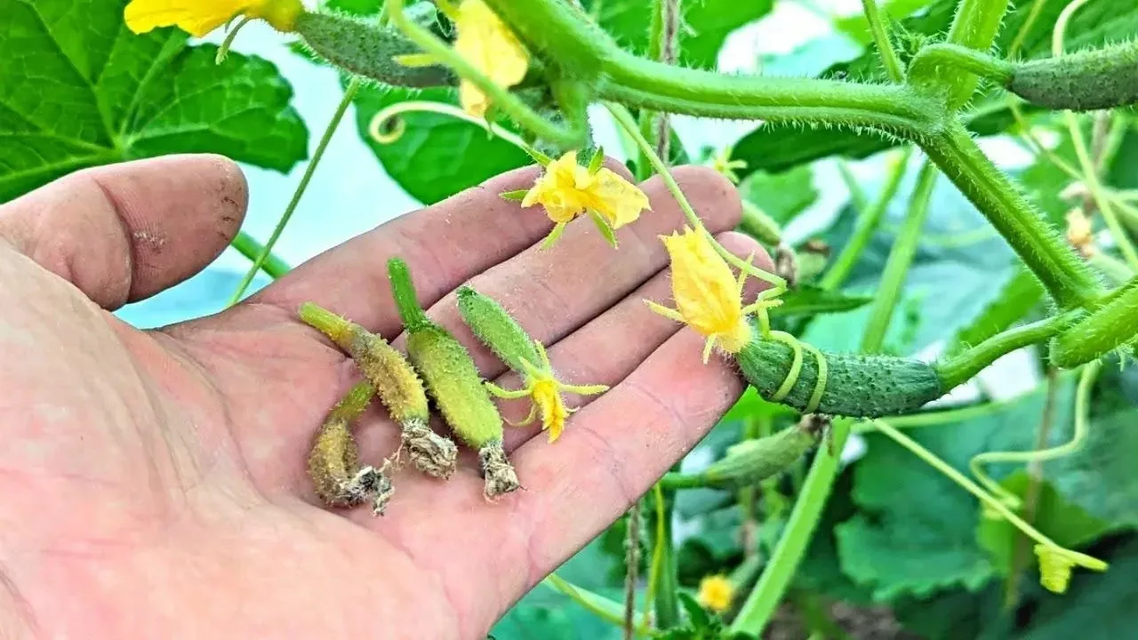 🌿 Огурцы сохнут и не дают урожай? Почему завязи засыхают и как помочь растениям?

✅ Причина первая: