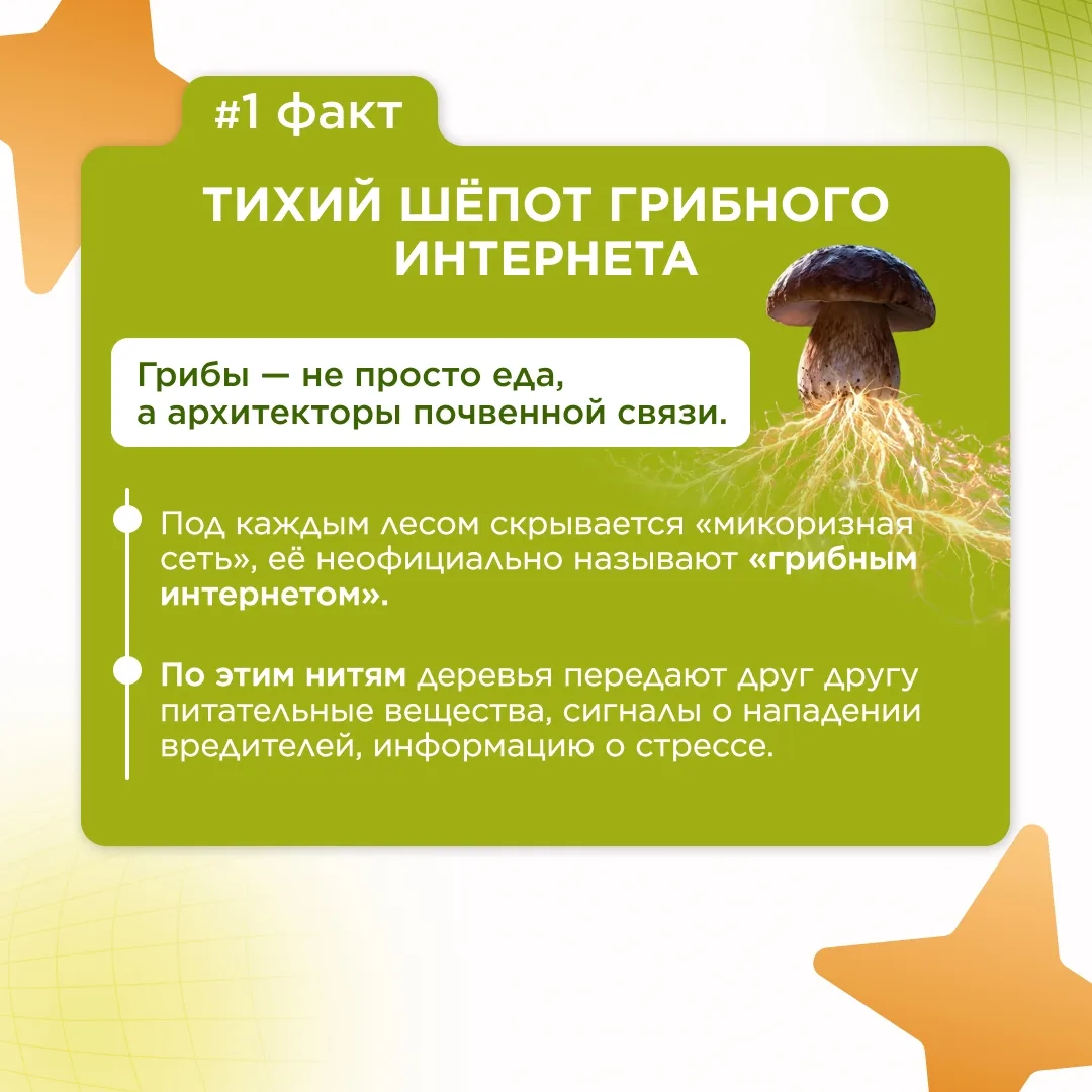 ПРИРОДА, КОТОРУЮ МЫ БЕРЕЖЁМ