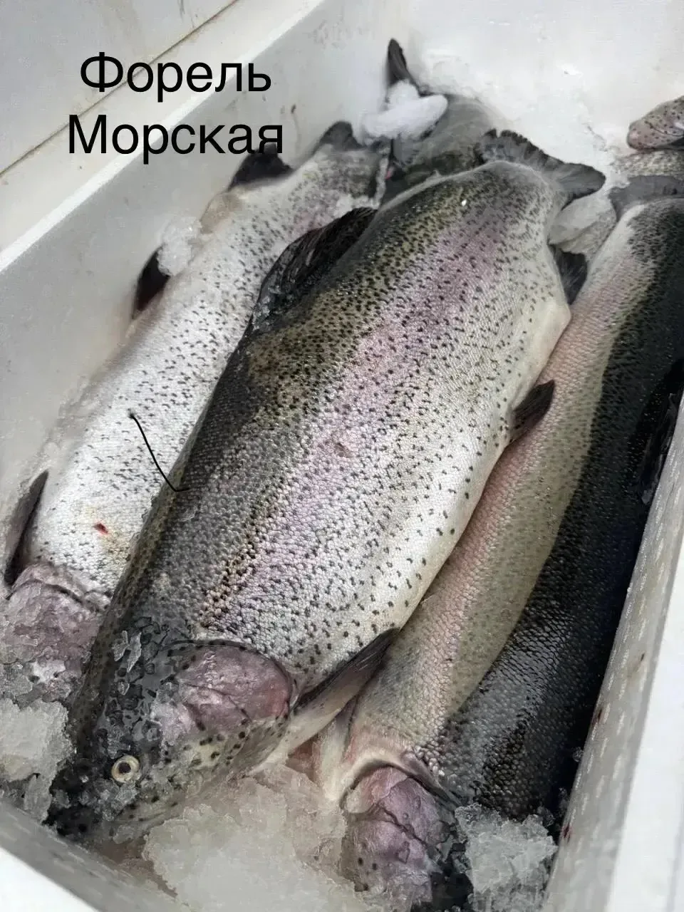 🔥 ПРИВОЗ В КРАСНОГОРСК 29.05.2026 (Самовывоз) Либо можно заказать доставку 🔥 🐟 Рыба • Морепродукты •