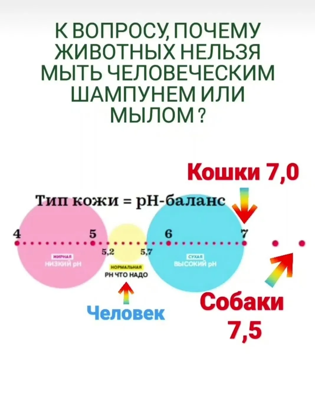 ❓ВОПРОС: почему я не могу свою собаку мыть шампунями для людей?