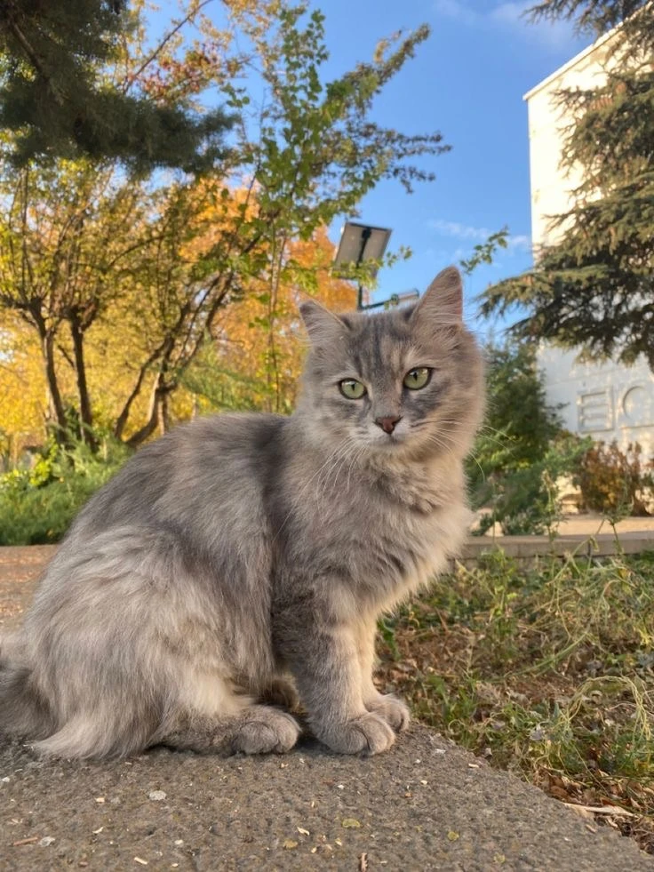 #КотикПодписчика 🥰