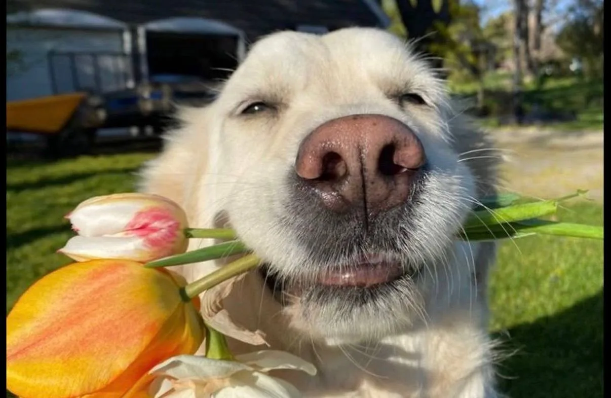 🐕 В Некрасовке нашли тело собаки со следами травм