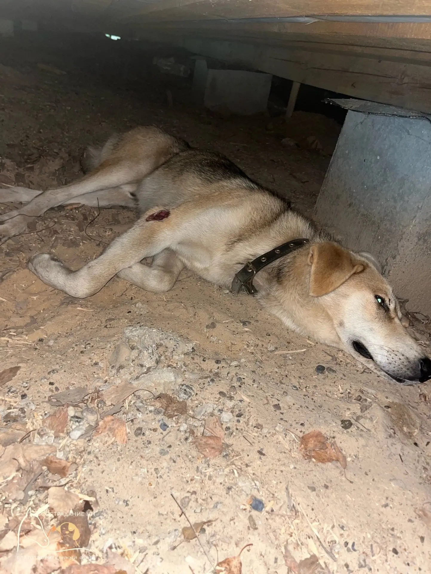 😢 В Нижнем Новгороде спасают тяжело травмированного пса с вывихом бедра — ему предстоит операция.

