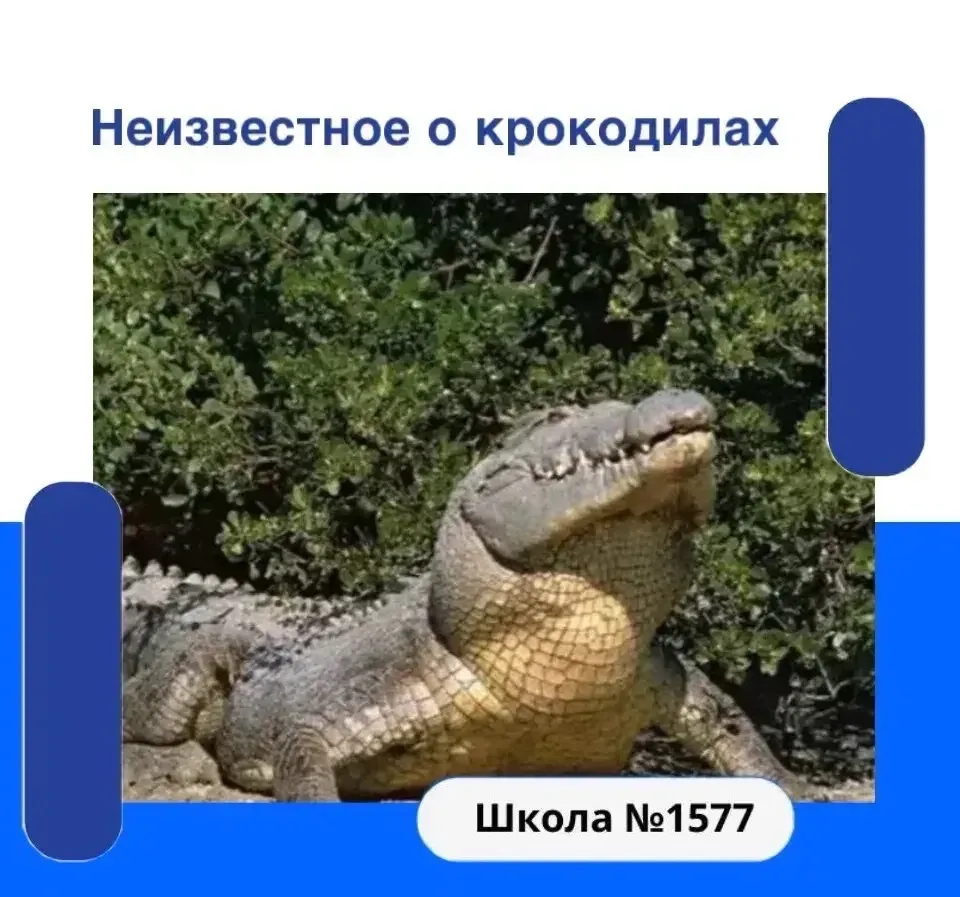 🐊А вы знаете, что 17 июня - всемирный день крокодила. 

Этот праздник был учреждён по инициативе ме