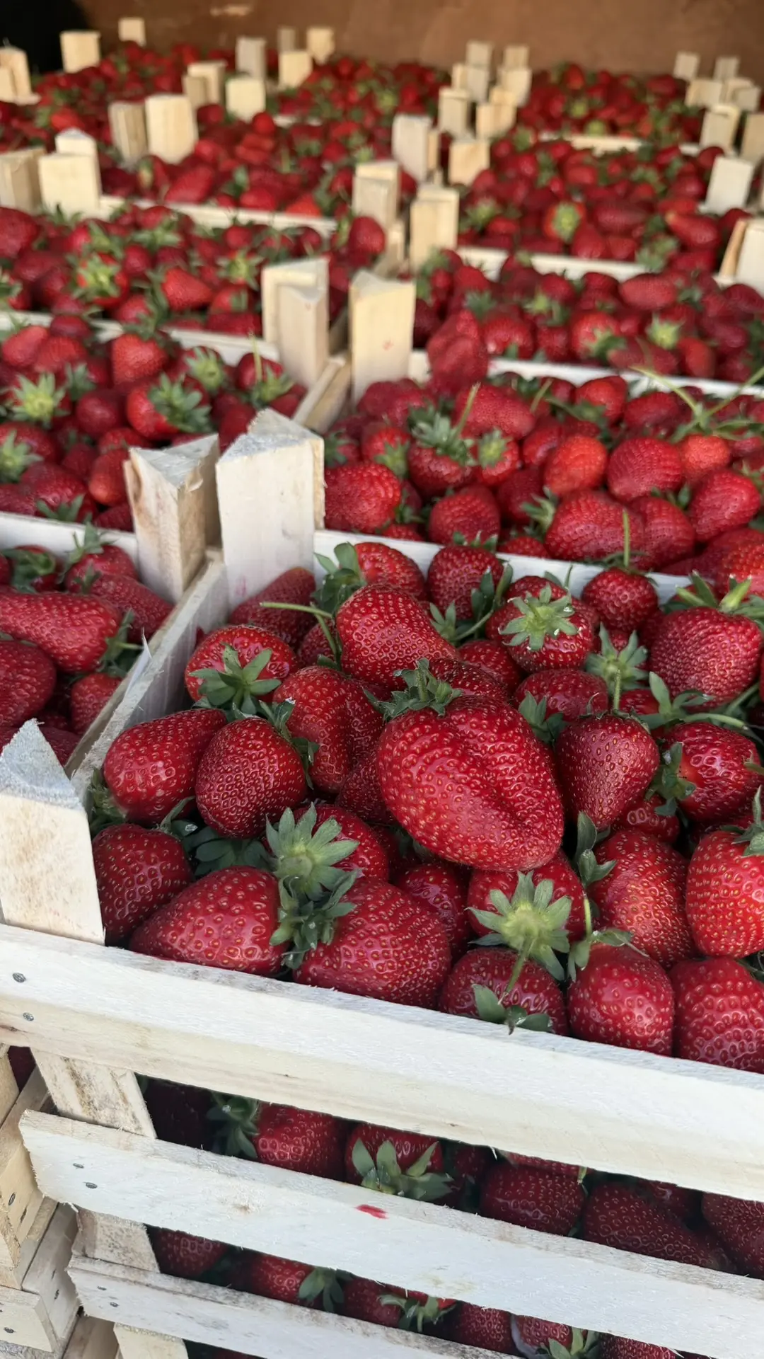 КЛУБНИКА В НАЛИЧИИ   🍓🍓🍓🍓🍓🍓🍓🍓🍓🍓🍓  •Калибр супер крупный •Качество высшее  •Запах невероятный  •Вкус 