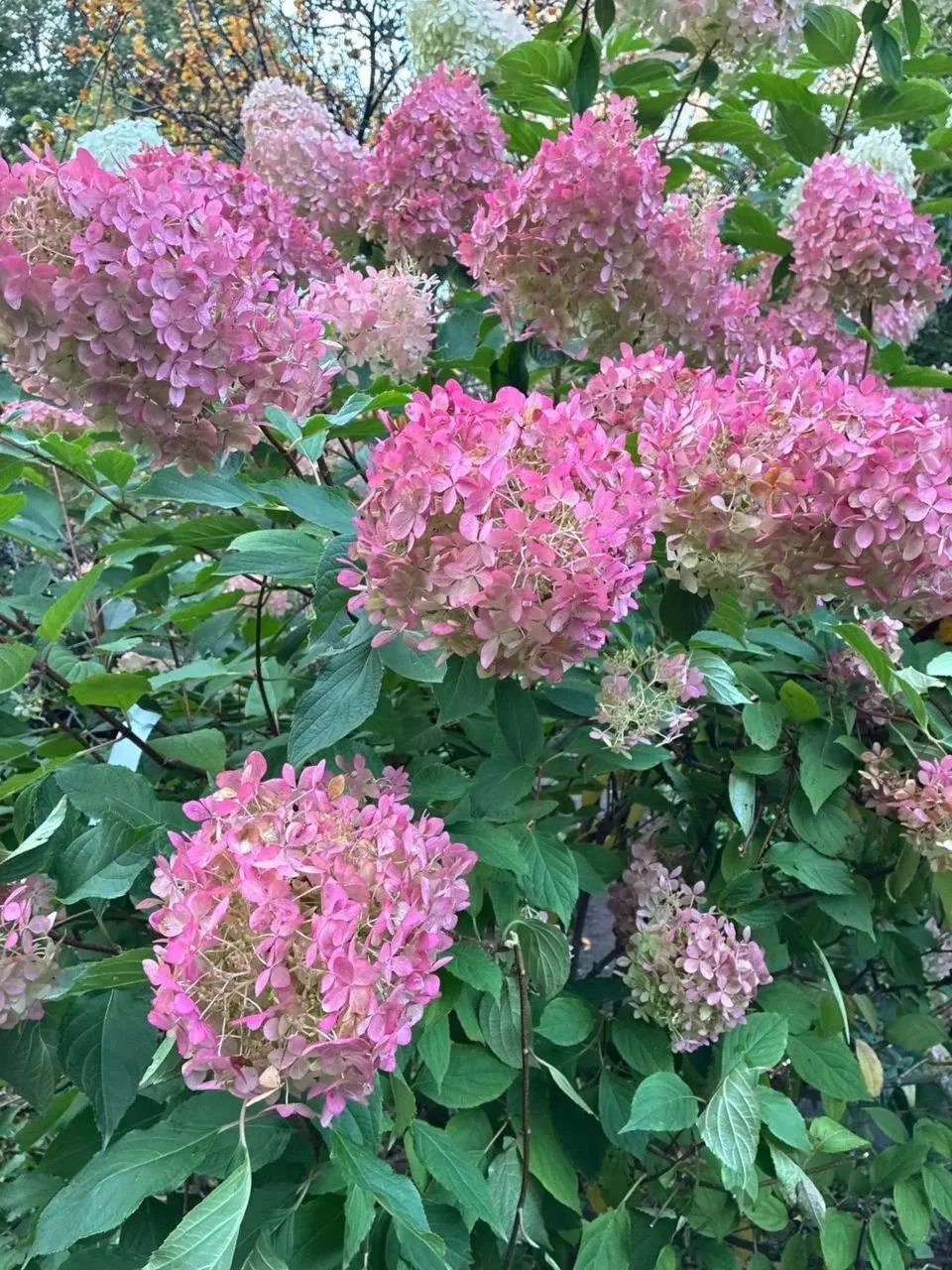 Малиновые гортензии в Аптекарском огороде 🌸