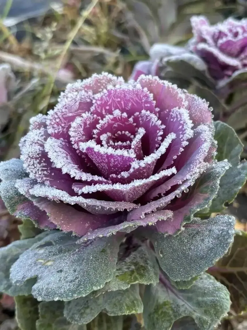 ❗️😍Немного морозной красоты октября