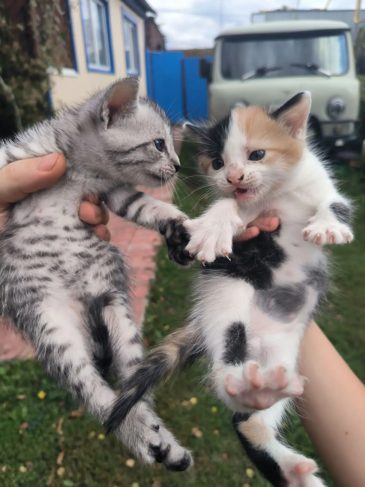 Отдам в добрые руки, трёх цветная девочка, полосатик - мальчик.