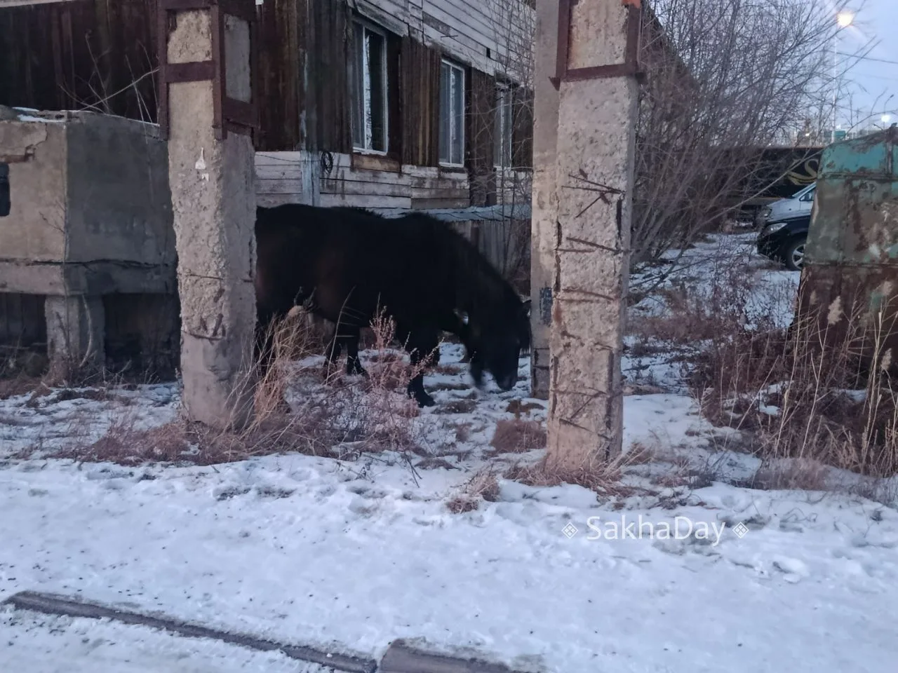 Лошадки возле 18 школы на улице Билибина.