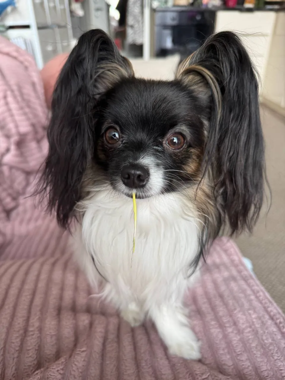 🐶 Закончила индивидуальный заказ по фото, и я в восторге! Ну очень мне нравится как по...
