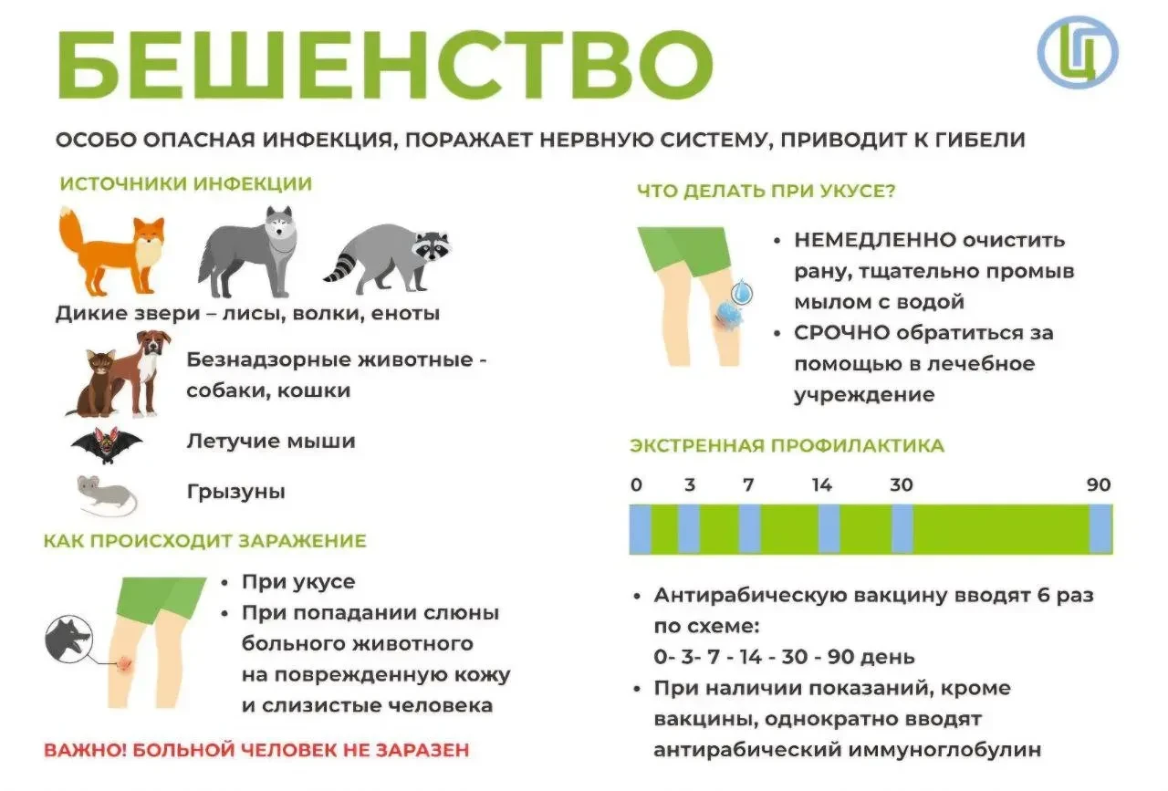 🐾 Как защититься от бешенства? Инструкция, которая спасает жизни