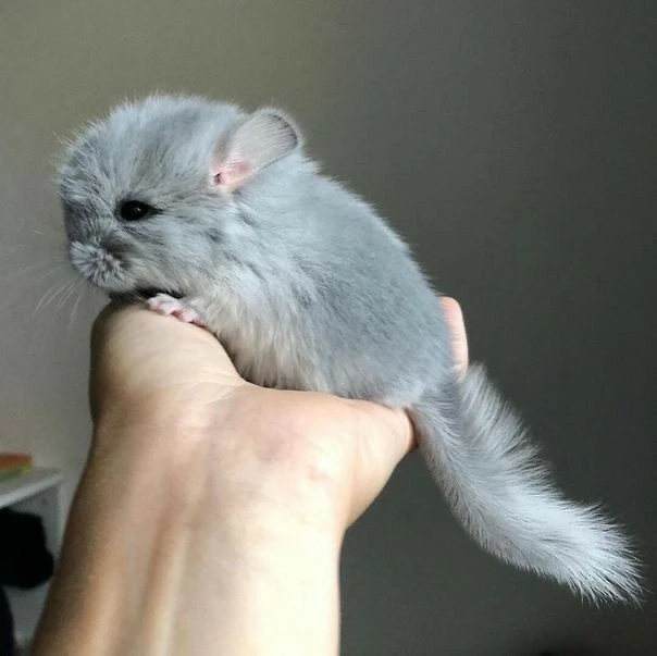 Шиншилла
