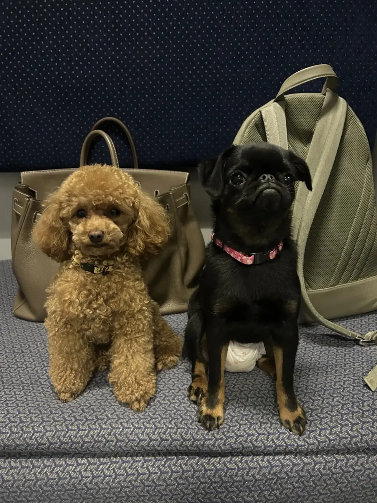 В путь! Витебск, встречай 🚉☀️🐩🐕‍🦺