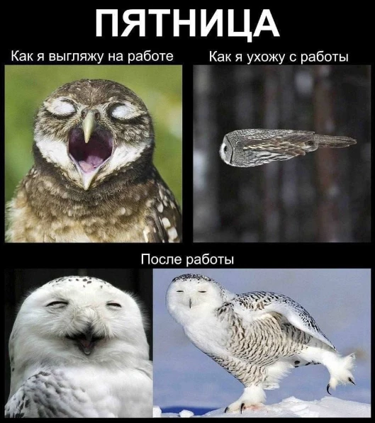 МЕМЧИКОВ ВАМ В ЛЕНТУ!