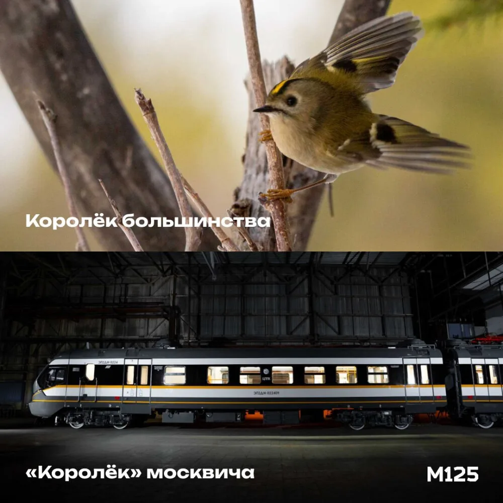 Москвичи выбрали название для поездов ЭП2Д и ЭП2ДМ — «Королёк». Мэр сказал, что за это ...