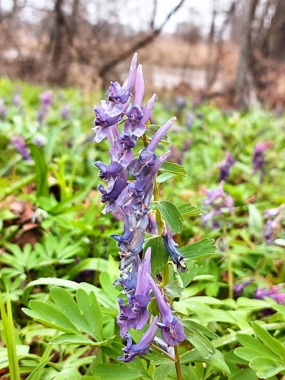 🌸 Весенняя магия в лесах Воронежа! 🌿  Друзья, наступила та самая волшебная пора, когда наши леса укр