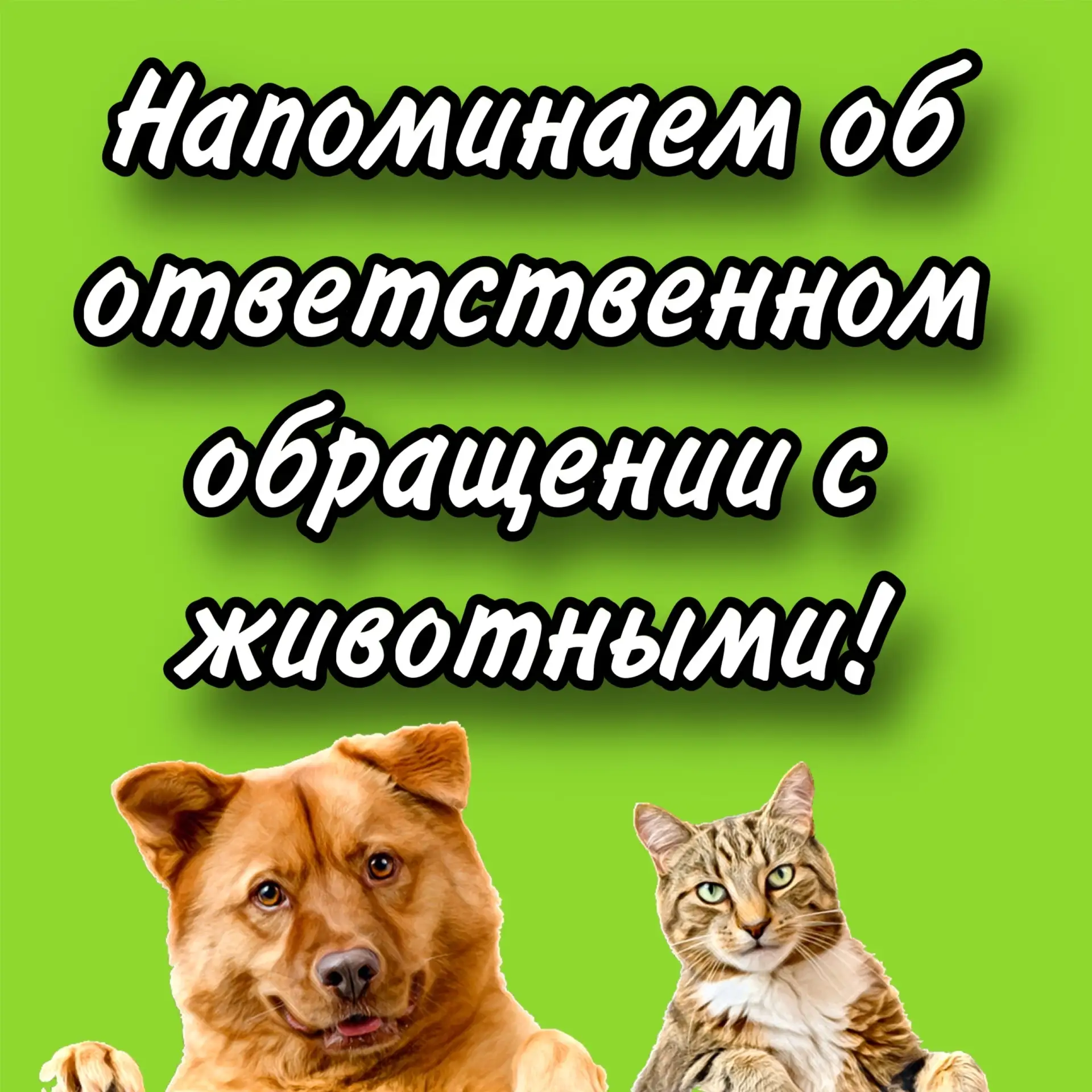 Гуляем правильно: как избежать штрафа и не создавать проблем окружающим
