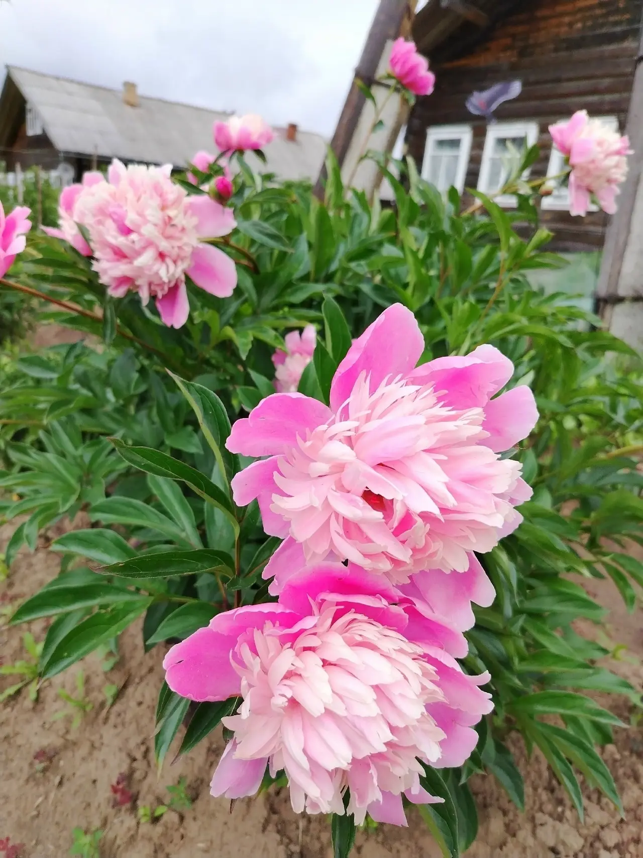 🌺📸🌺Городской флешмоб "Лето в фотообъективе" продолжается!
Новая тема "Самый красивый цветок" - до