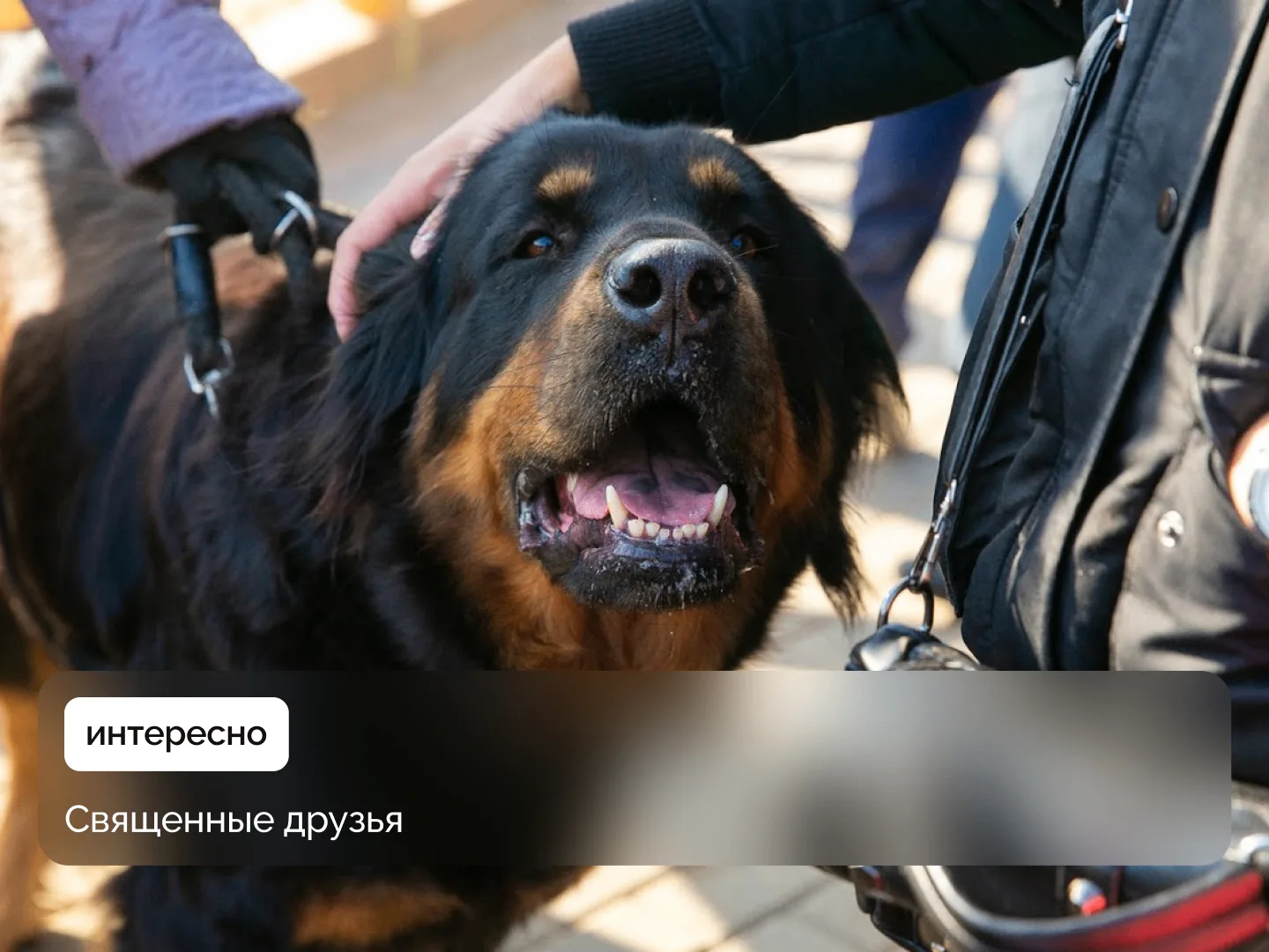 Банхар и хотошо — это не просто лохматые сторожа, а живые легенды монгольских и бурятских степей.  🐶