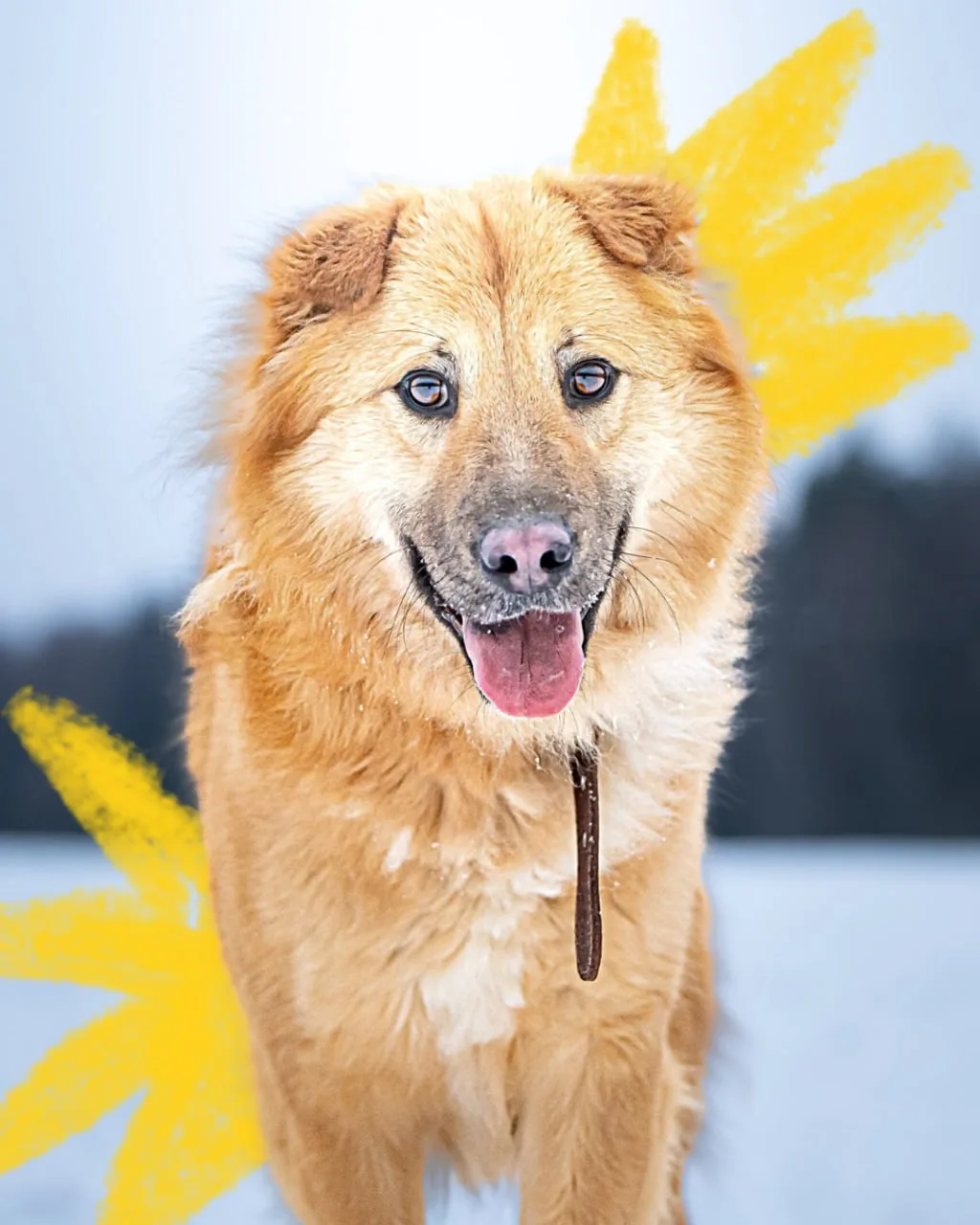 Сегодня — день рыжих 🐾