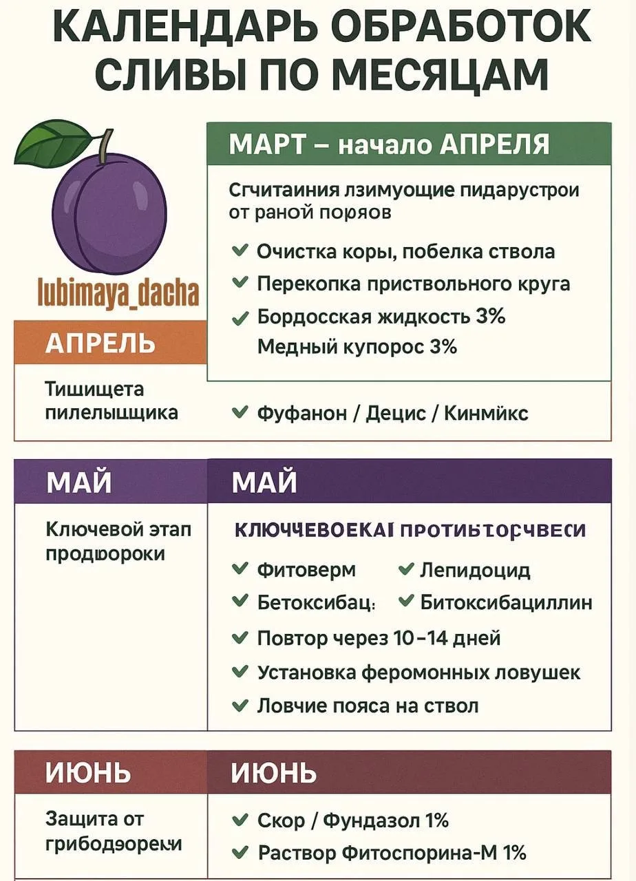 Черви в сливе - чаще всего это личинки сливовой плодожорки или пилильщика. Чтобы защити...