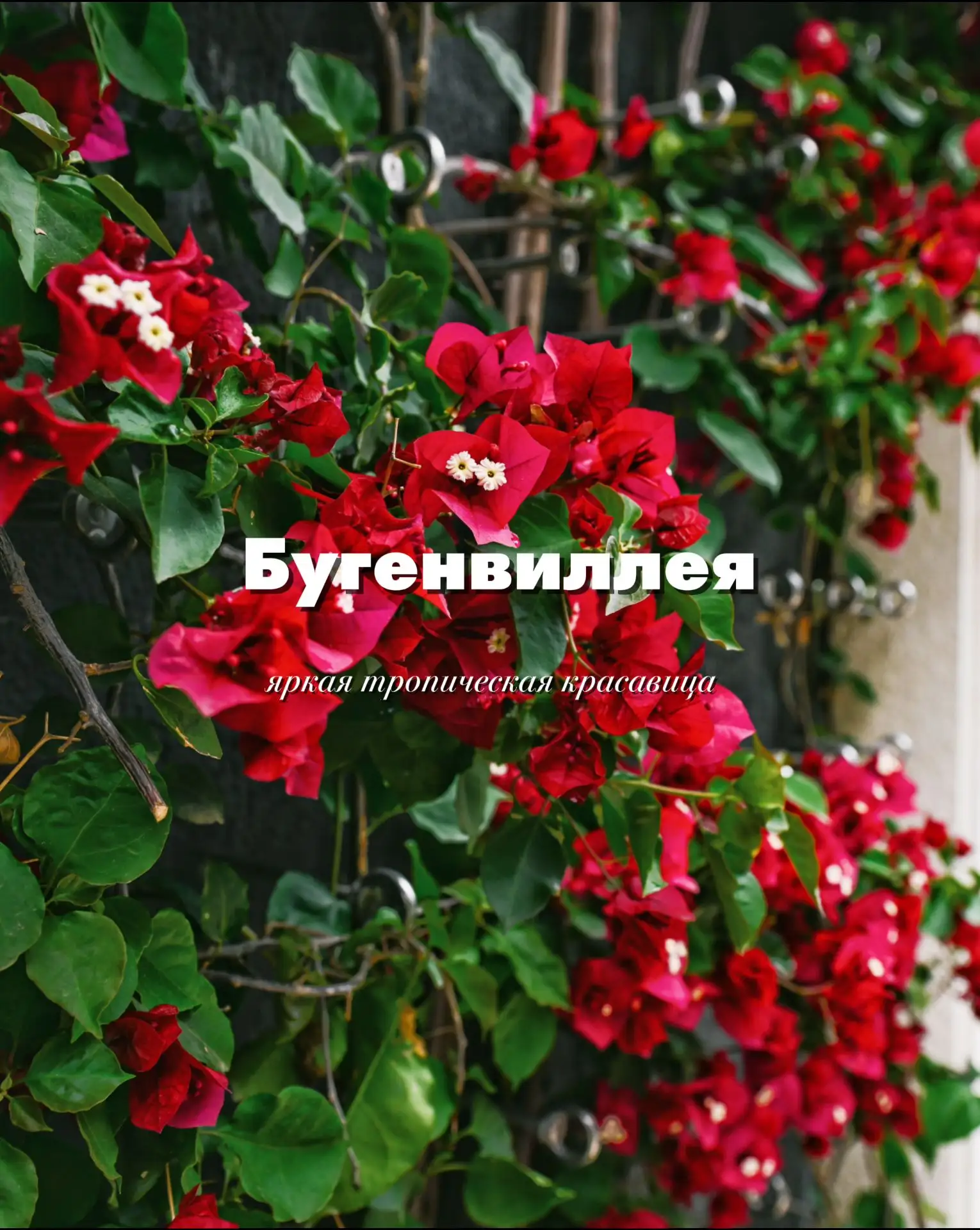 Одна из самых манящих фотозон парка сейчас — бугенвиллея у входа в парк со стороны стадиона 🌺

Ярки