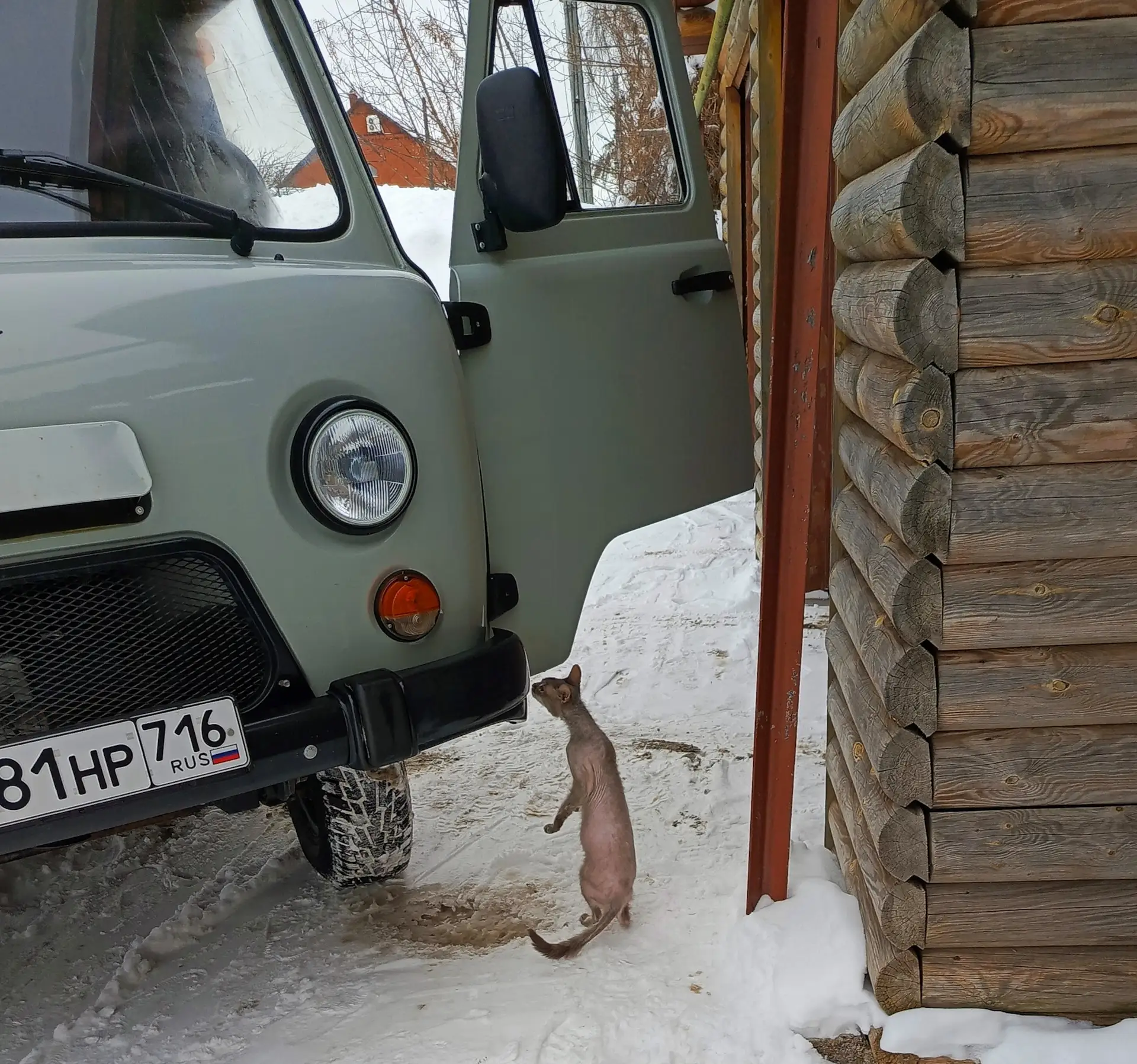 🐶 Пушистый DRIVE2: в отпуск с хвостатыми  Может ли инспектор штрафовать за собаку или кота в машине?