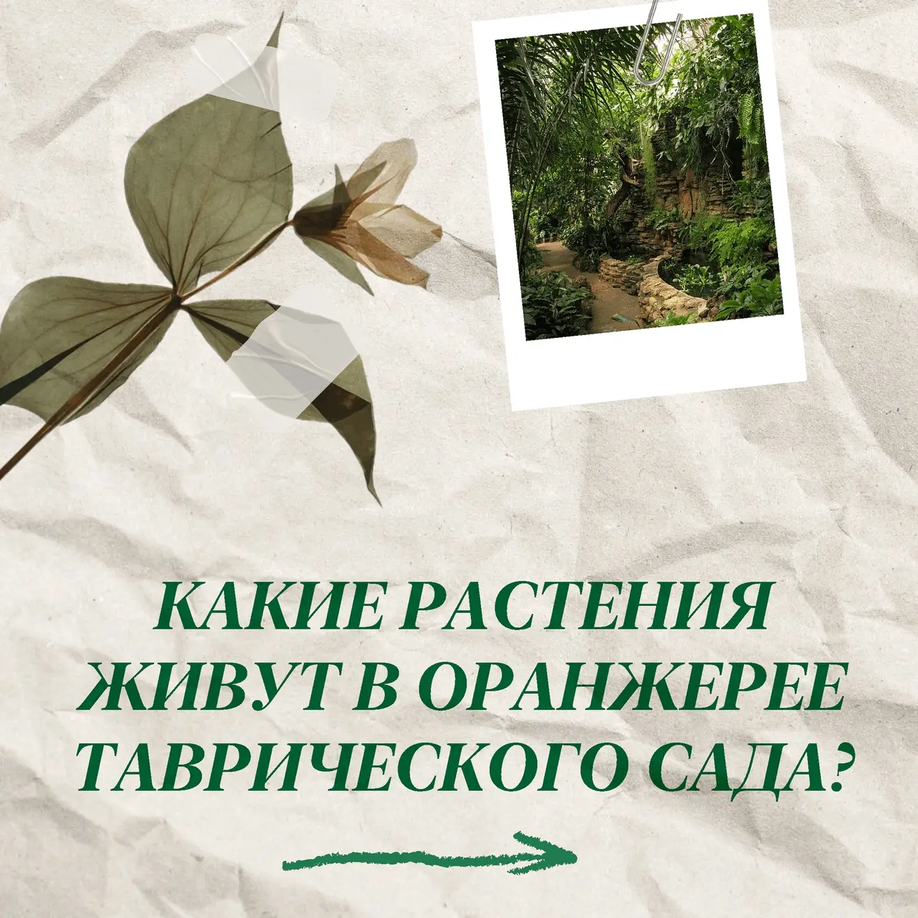 Знаете, где в Петербурге посмотреть на растения, о которых пишут в учебниках и рассказы...