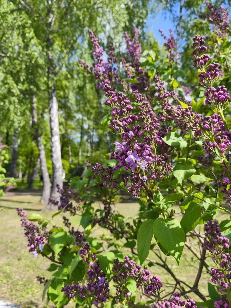 Кажется, даже воздух обрёл цвет 🌸