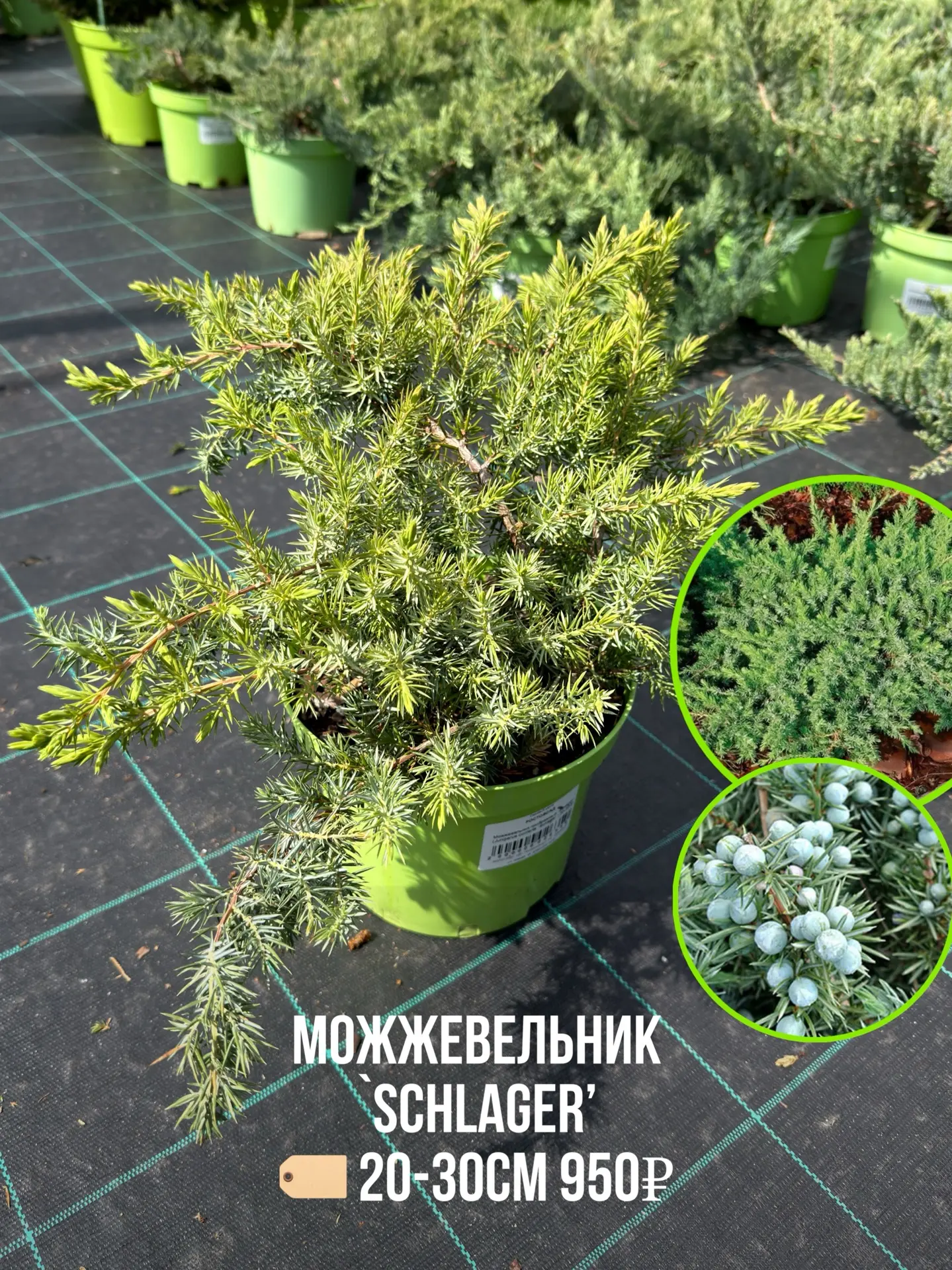 Весной зацветают не только многолетники и кустарники - но и хвойные , например можжевельники🌱😍  И да