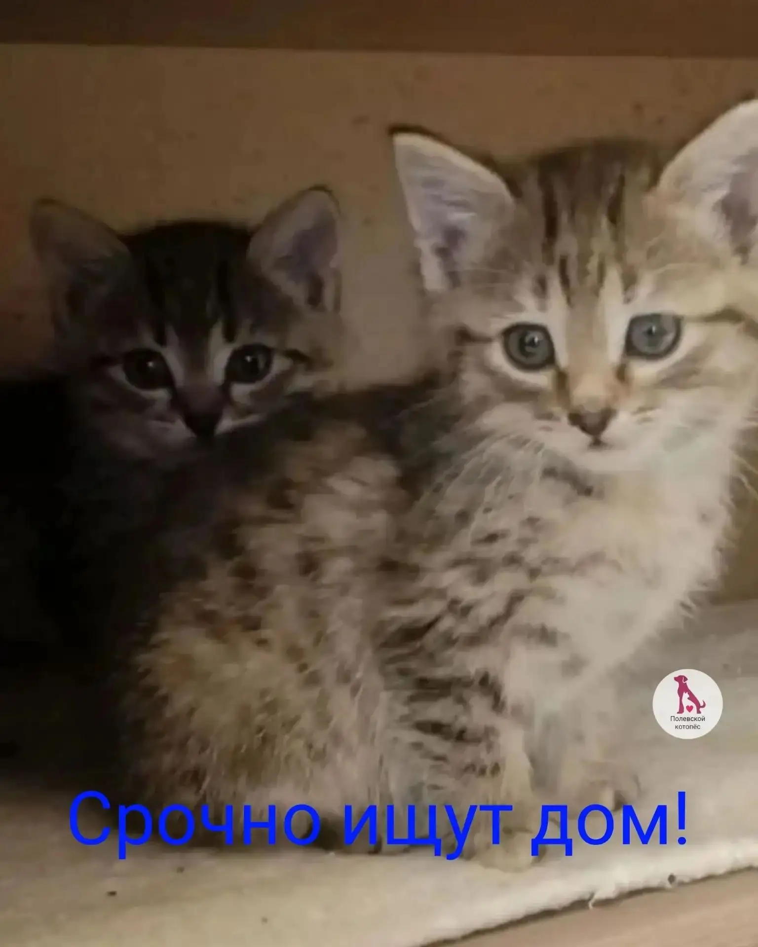 🙏Маленькие жизни в поисках большого счастья! 🐾