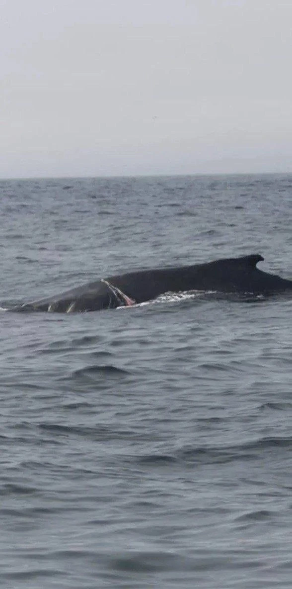 🐋Спасение краснокнижного кита: Росприроднадзор выдал разрешение на проведение операции в Баренцевом
