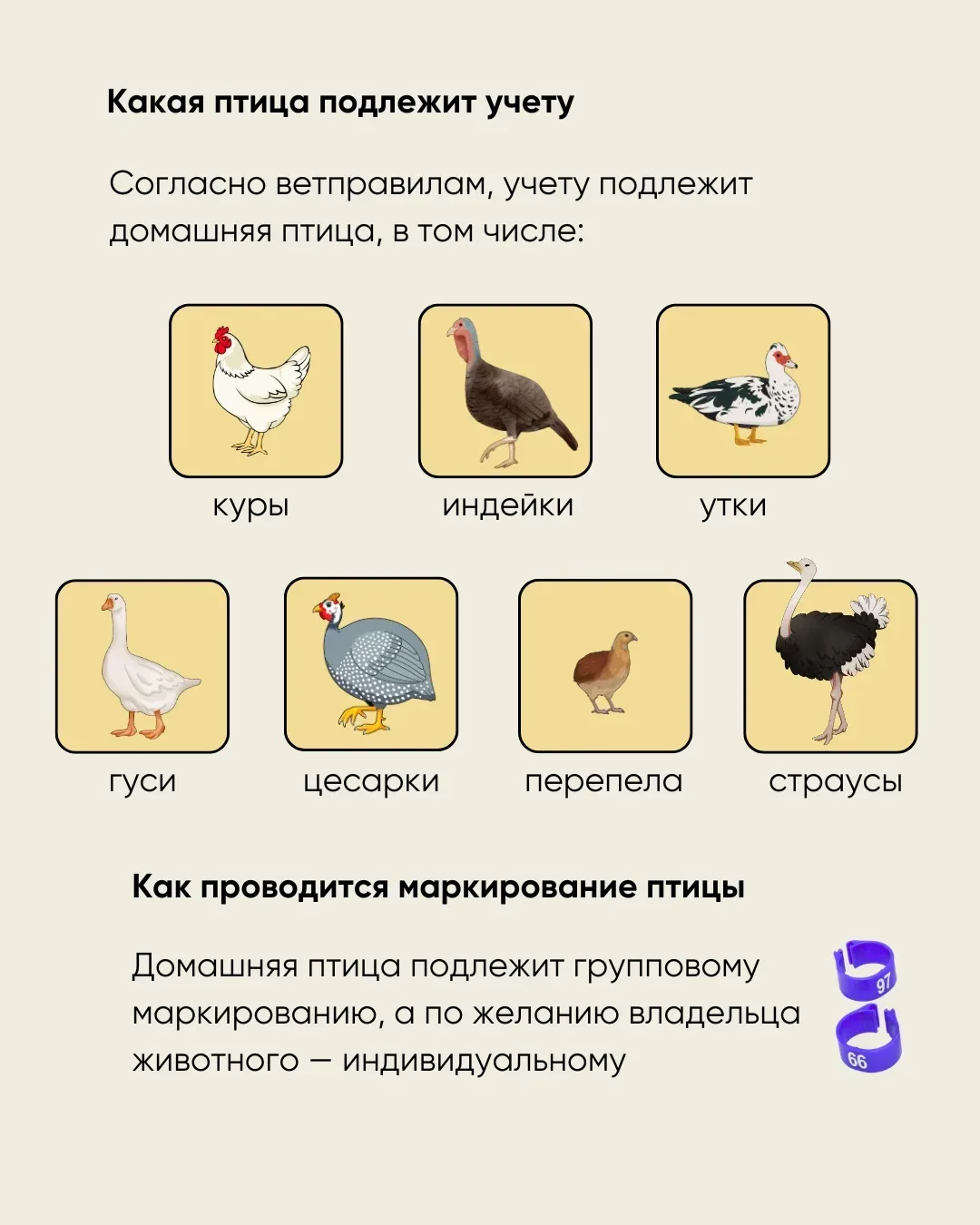 🦆До 1 сентября необходимо зарегистрировать домашнюю птицу в системе «Хорриот»

📌Служба ветеринарии